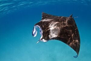 Images Dated 2nd January 2012: Giant Manta Ray