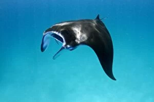 Images Dated 2nd January 2012: Giant Manta Ray