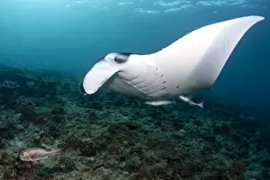 Giant Manta Ray - Maldives