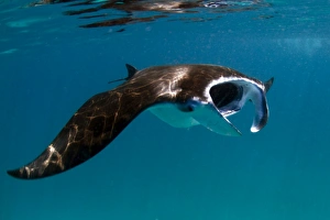Images Dated 2nd January 2012: Giant Manta Ray - South-Ari Atoll, Maldives