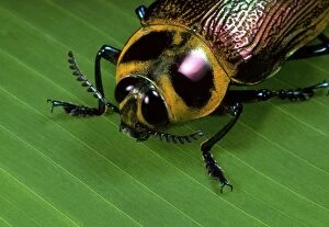 Giant Metallic Ceiba Borer Beetle - close-up of