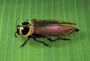 Giant Metallic Ceiba Borer Beetle - on a leaf
