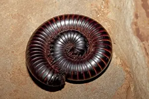 Defence Prints: Giant Millipede - coiled in defensive position - Mombasa - Kenya