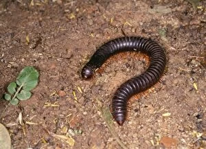 Images Dated 28th February 2006: Giant Millipede Madagascar