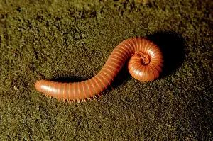 Borneo Prints: Giant millipede (unidentified)