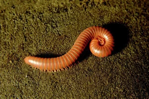 Images Dated 31st August 2007: Giant millipede (unidentified), typical on rain-forest floor of lowland rainforest of Kinabatangan