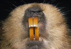Giant Mole Rat