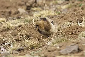 Burrow Prints: Giant Molerat. Endemic to the Bale Mountains - Ethiopia - Africa. 4000 m- 4300 m