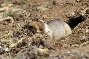 Giant Molerat. Endemic to the Bale Mountains - Ethiopia - Africa. 4000 m- 4300 m