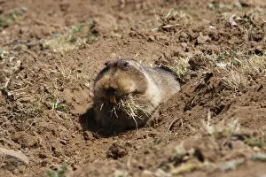 Giant Molerat. Endemic to the Bale Mountains - Ethiopia - Africa. 4000 m- 4300 m