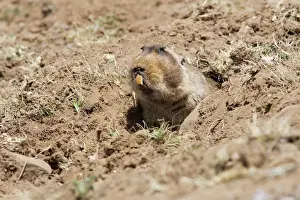 Giant Molerat. Endemic to the Bale Mountains - Ethiopia - Africa. 4000 m- 4300 m