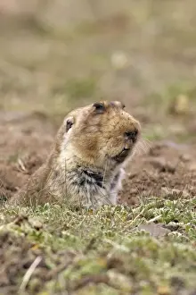Giant Molerat. Endemic to the Bale Mountains - Ethiopia - Africa. 4000 m - 4300 m