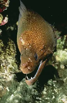 Eels Prints: Giant Moray Eel KA 91 Being cleaned by shrimps