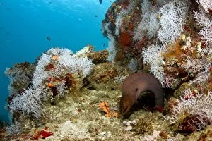 Images Dated 1st January 2012: Giant Moray Eel - surrounded by White Tangled Bryozoan