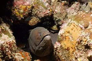 Eels Prints: Giant moray (Gymnothorax javanicus). Richelieu Rock, Andaman Sea, Thailand