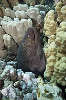 Images Dated 17th March 2012: Giant Moray - rises out of a hole on a coral reef