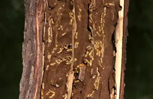 Termites Prints: Giant northern termite - in exposed feeding gallery in a tree limb