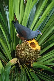 Pandanus Prints: Giant / Notu Pigeon - feeding on Pandanus fruit. Endemic New Caledonia