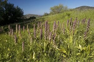 Images Dated 17th March 2007: Giant orchid (Barlia robertiana) in flower. Mass on hillside in South Cyprus