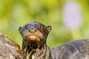 Images Dated 12th October 2011: Giant Otter