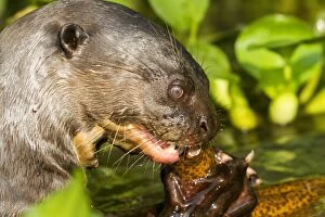 Images Dated 12th October 2011: Giant Otter