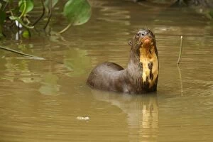 Images Dated 13th July 2010: Giant Otter - adult resting in the shallows of a pond