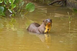 Images Dated 13th July 2010: Giant Otter - adult resting in the shallows of a pond