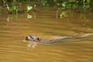 Images Dated 13th July 2010: Giant Otter - adult swimming in a pond foraging for fish