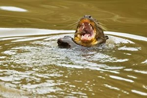 Images Dated 13th July 2010: Giant Otter - adult swimming in a pond laying