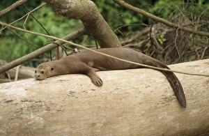 Images Dated 8th August 2006: Giant Otter Amazon / Orinoco Basin, Manu National Park, Peru
