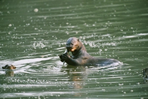 Images Dated 8th August 2006: Giant Otter - eating fish Manu National Park, Peru