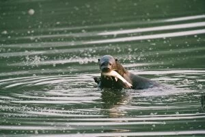 Images Dated 8th August 2006: Giant Otter - eating fish Manu National Park, Peru