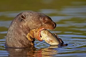 Giant Otter eating a fish Pantanal area Mato Grosso