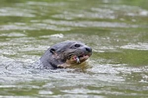Images Dated 25th July 2009: Giant Otter - Eating fish - Pantanal - Brazil