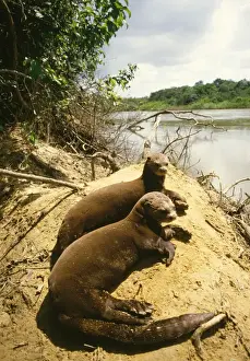 Giant Otter Guyana, South America