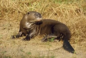 Images Dated 18th August 2006: Giant Otter Guyana, South America