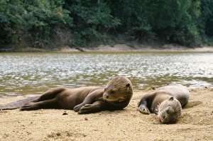 Images Dated 18th August 2006: Giant Otter Guyana, South America