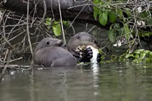 Giant Otter Lake Sandoval Amazon, Peru