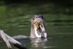 Giant Otter Lake Sandoval Amazon Peru