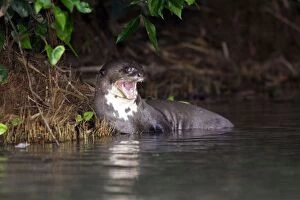 Images Dated 7th September 2006: Giant Otter Lake Sandoval Amazon Peru