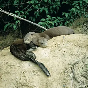 Webbed Feet Prints: Giant Otter NG 114 Pair sleeping by river bank - Guyana