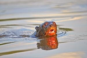 Giant Otter Pantanal area Mato Grosso Brazil South America