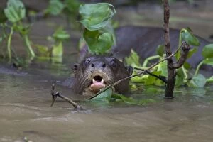 Images Dated 11th July 2009: Giant Otter - Pantanal - Brazil