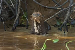 Images Dated 16th September 2009: Giant Otter, Pantanal Wetlands, Mato Grosso, Brazil