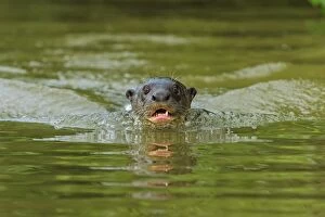 Giant Otter, swimming, Pantanal Wetlands, Mato Grosso