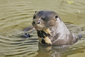 Images Dated 14th February 2005: Giant Otter. Venezuela