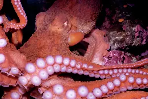 Mollusc Prints: Giant Pacific Octopus - Alaska to California