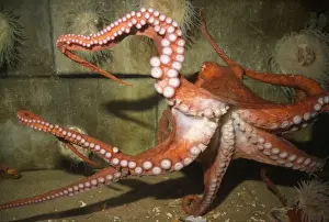 Tentacles Prints: Giant Pacific Octopus - Alsaka to California - formerly: Octopus apollyon