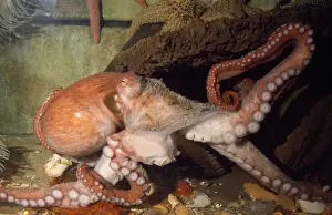 Giant Pacific Octopus - Alsaka to California - formerly: Octopus apollyon