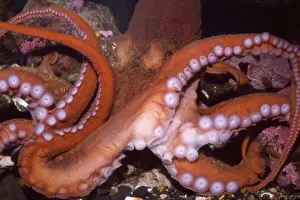 Marine Prints: Giant Pacific Octopus - Alsaka to California - formerly: Octopus apollyon